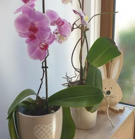 Kristina Apartment *